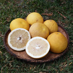 Citrus maxima / Pamplemoussier - lot de 6 graines