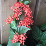 Clerodendrum splendens / Clerodendron rouge - Jeune Plant