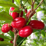 Synsepalum dulcificum / Fruit Miracle - Mini Plant - RARE