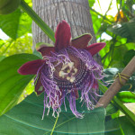 Passiflora quadrangularis / Barbadine - lot de 10 graines