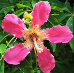 Ceiba speciosa / Faux Kapokier - plant