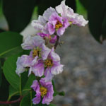 Lagerstroemia speciosa / Goyavier Fleur / Banaba - lot de 15 graines