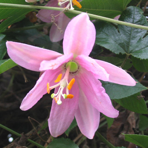 Passiflora mollissima / Passiflore Banane