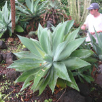 Agave attenuata / Plante Succulente - lot de 10 graines