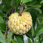 Annona squamosa / Zatte / Pomme Cannelle - Jeune plant