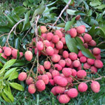 Litchi chinensis / Letchi - lot de 6 graines