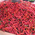 Capsicum / Piment Aiguille - lot de 20 graines